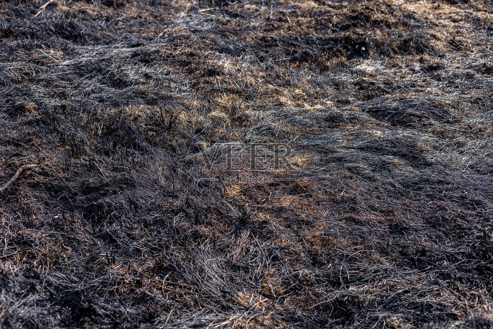 烧焦的植被残骸显示了最近野火的影响,展示了强烈热量和火焰的后果。照片摄影图片