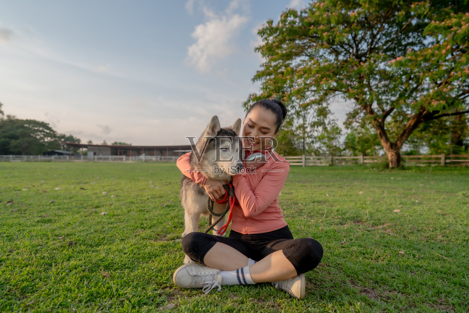 一位女士在田野里遛狗并听音乐,尤其是在日落时分。照片摄影图片