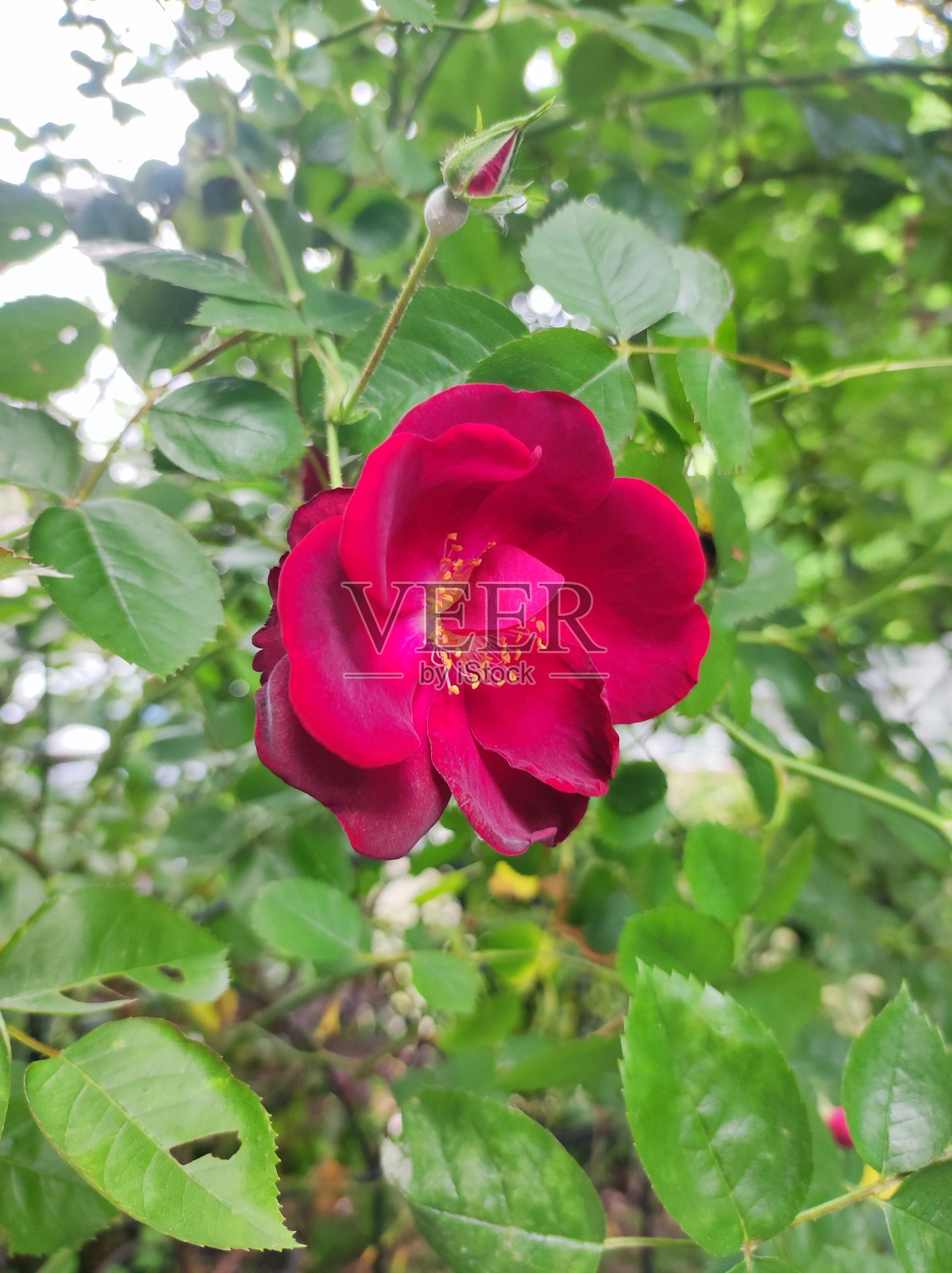 罗莎照片摄影图片