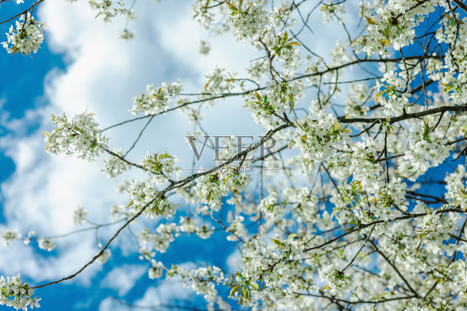 在明亮的阳光下的樱桃李。盛开的樱桃梅,清新、生机勃勃的自然场景照片摄影图片