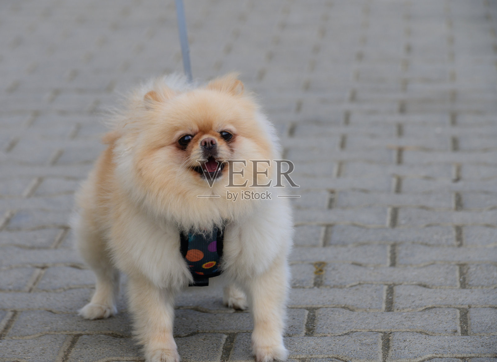 可爱的博美犬户外肖像照片摄影图片