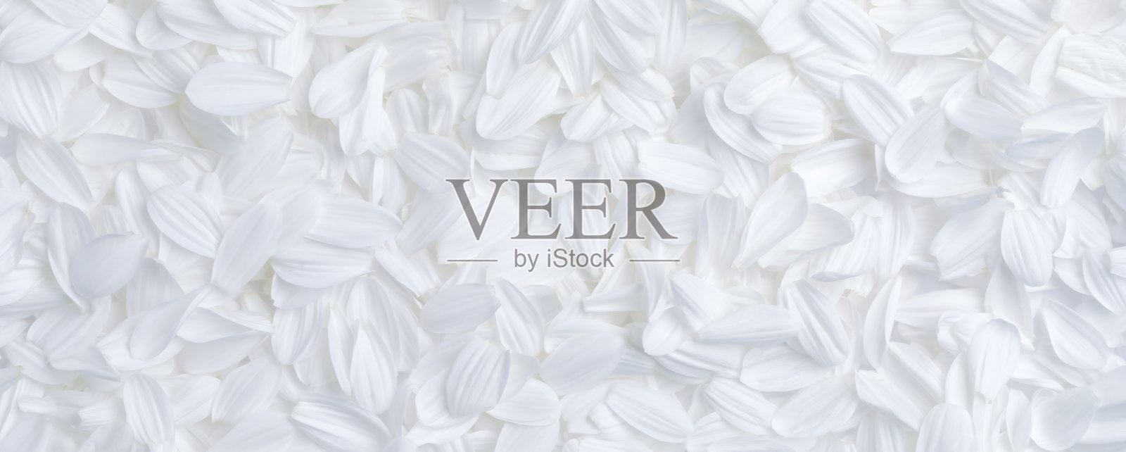 简单的白色花瓣背景,适合婚礼或其他宁静、平和的场景。照片摄影图片