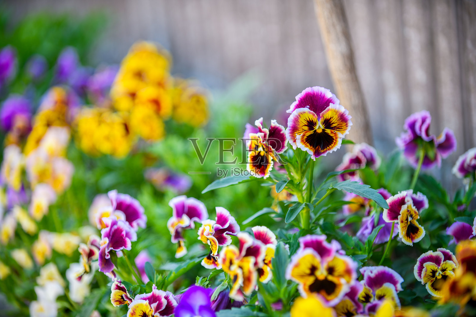 三色堇花,自然以绚丽的三色堇盛开展现出色彩的绽放。照片摄影图片