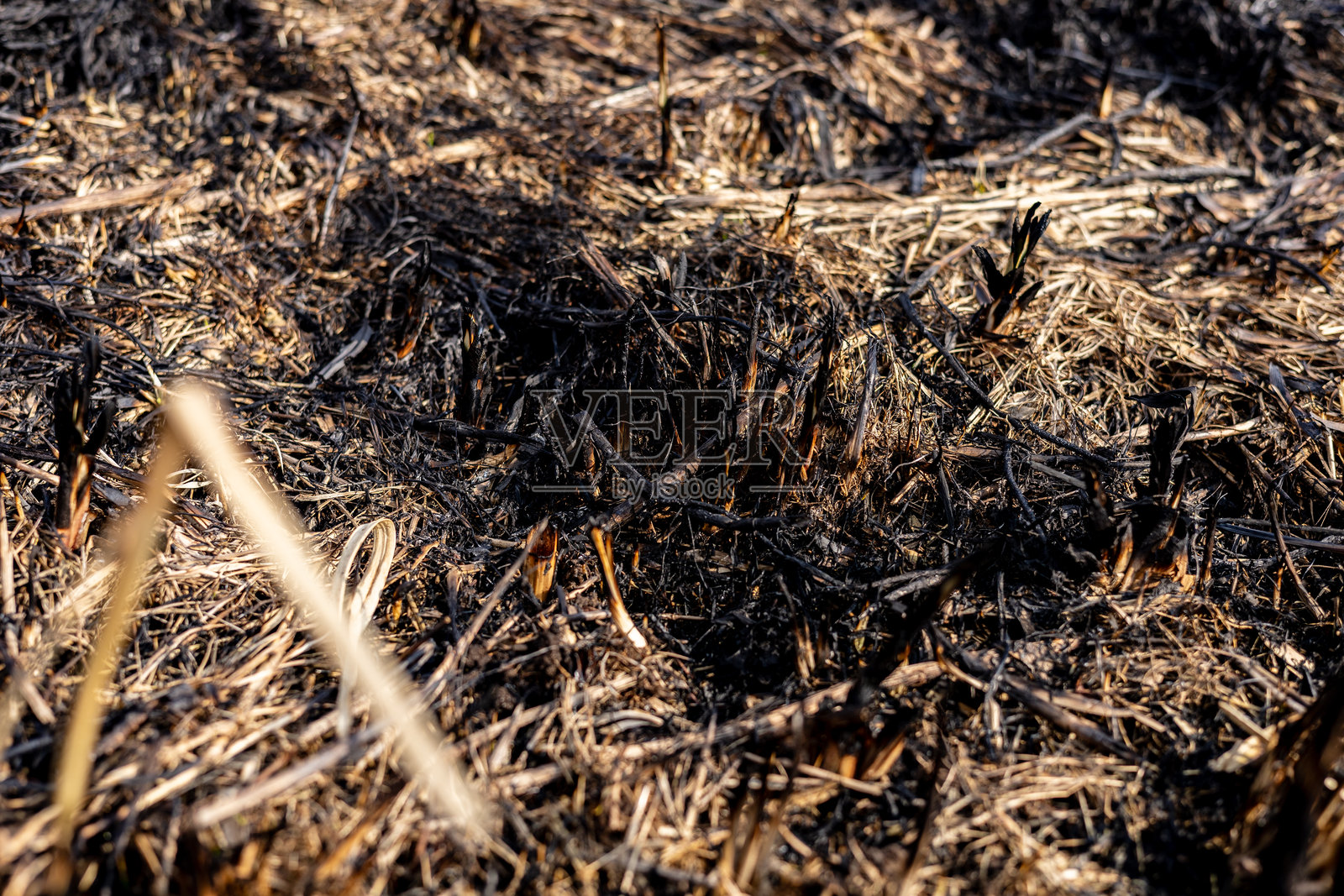 焦黑的草和土壤残骸展示了在阳光明媚的森林地区最近发生的野火造成的破坏。照片摄影图片