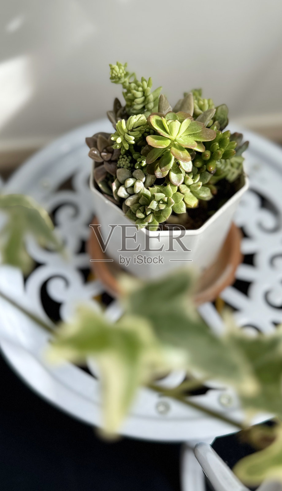 阳光下的花盆多肉植物照片摄影图片