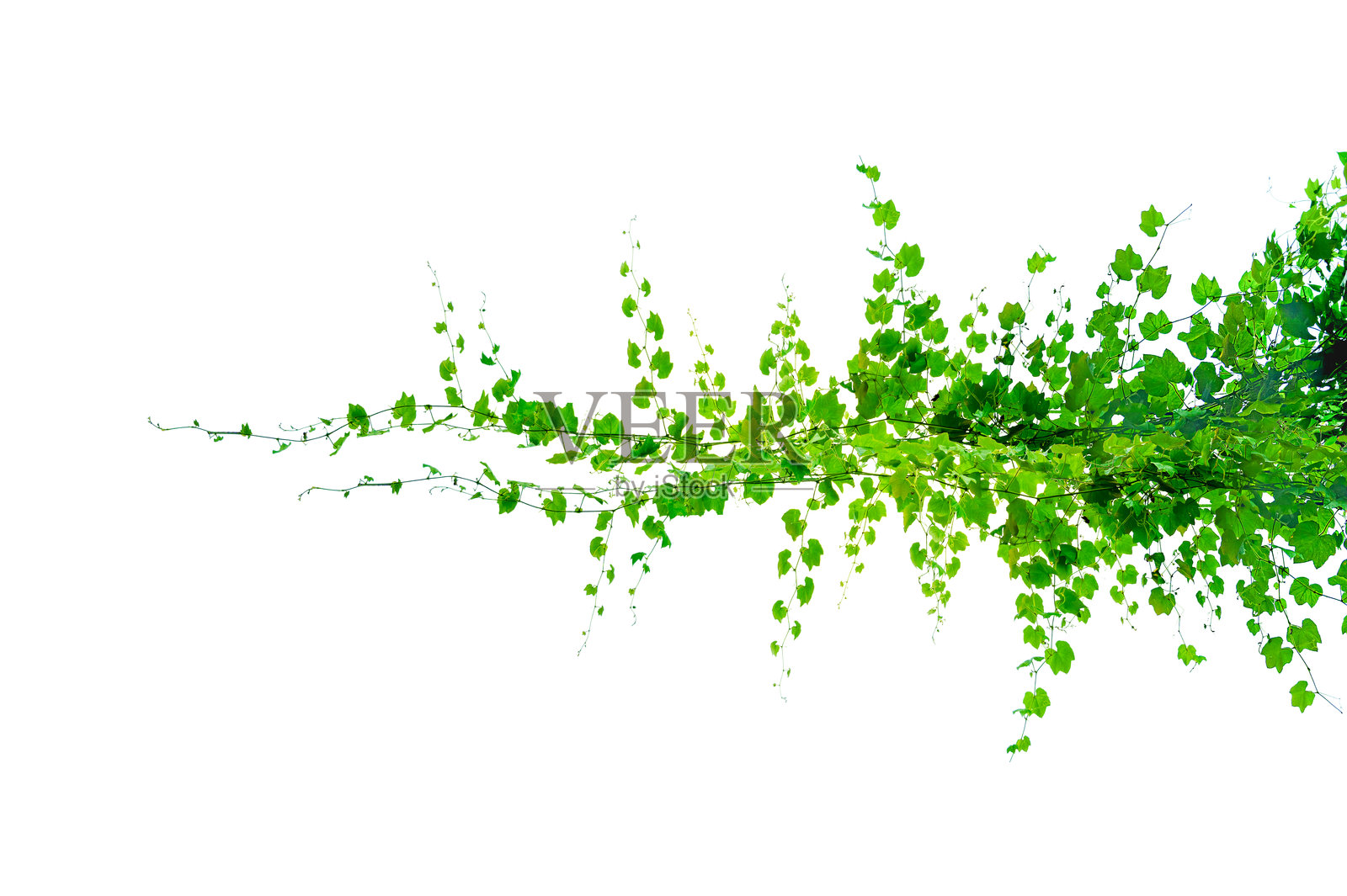 白色背景上的藤蔓叶子框架孤立图像照片摄影图片