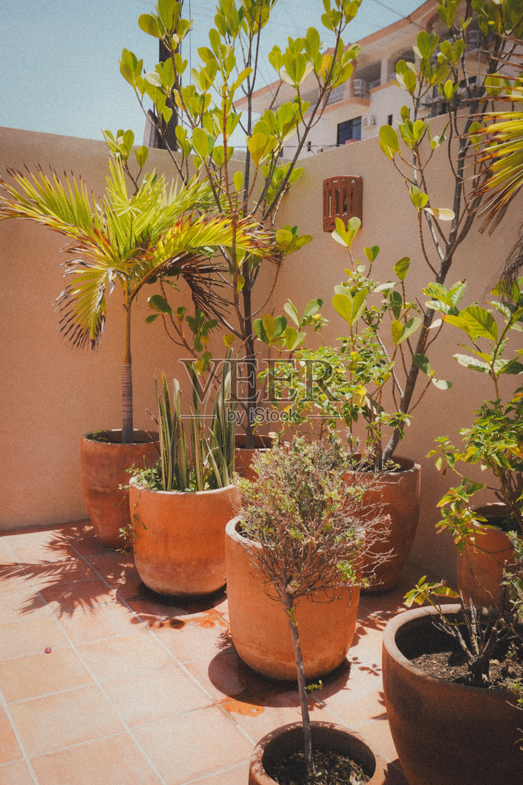 植物照片摄影图片