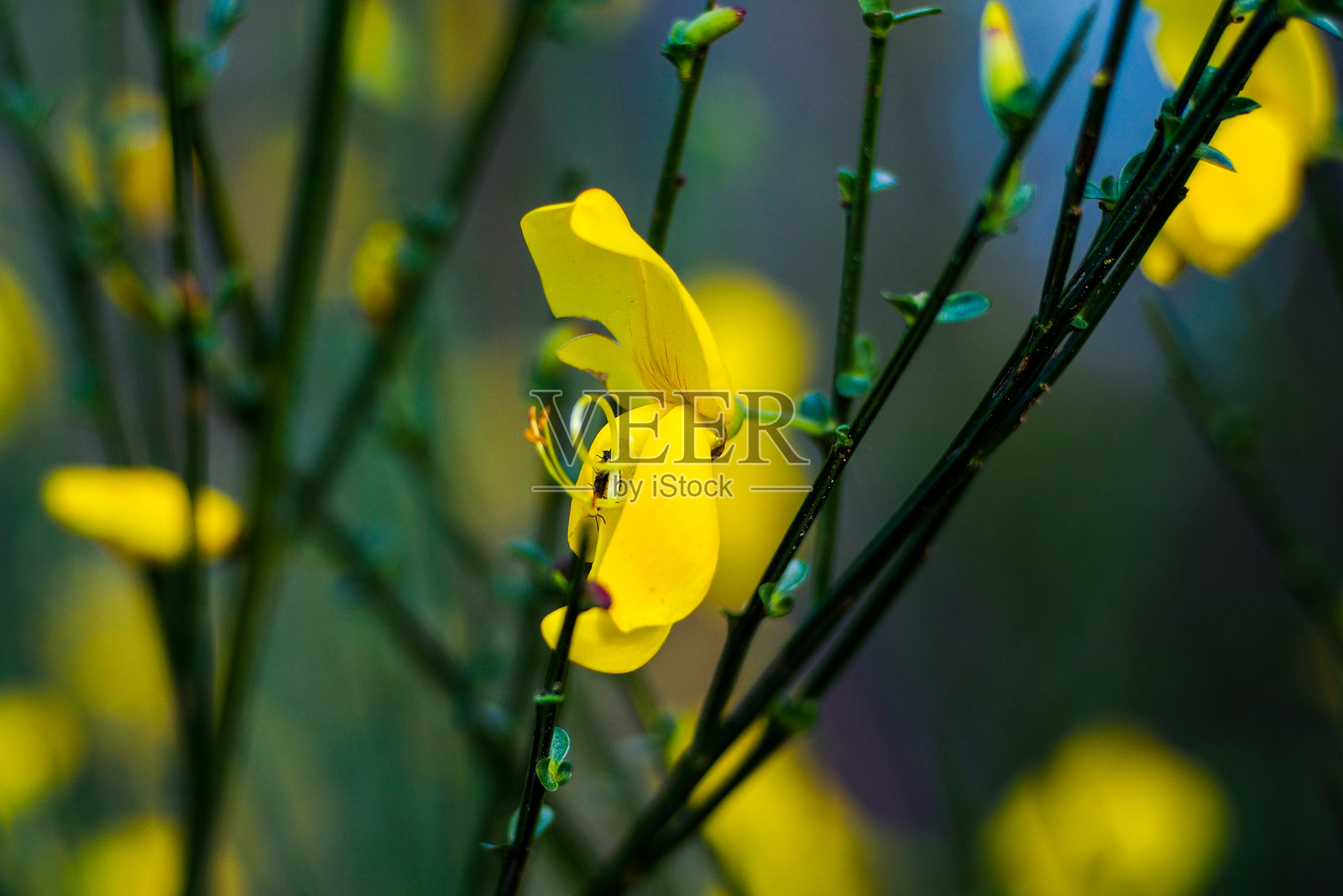 野生植物和花卉照片摄影图片