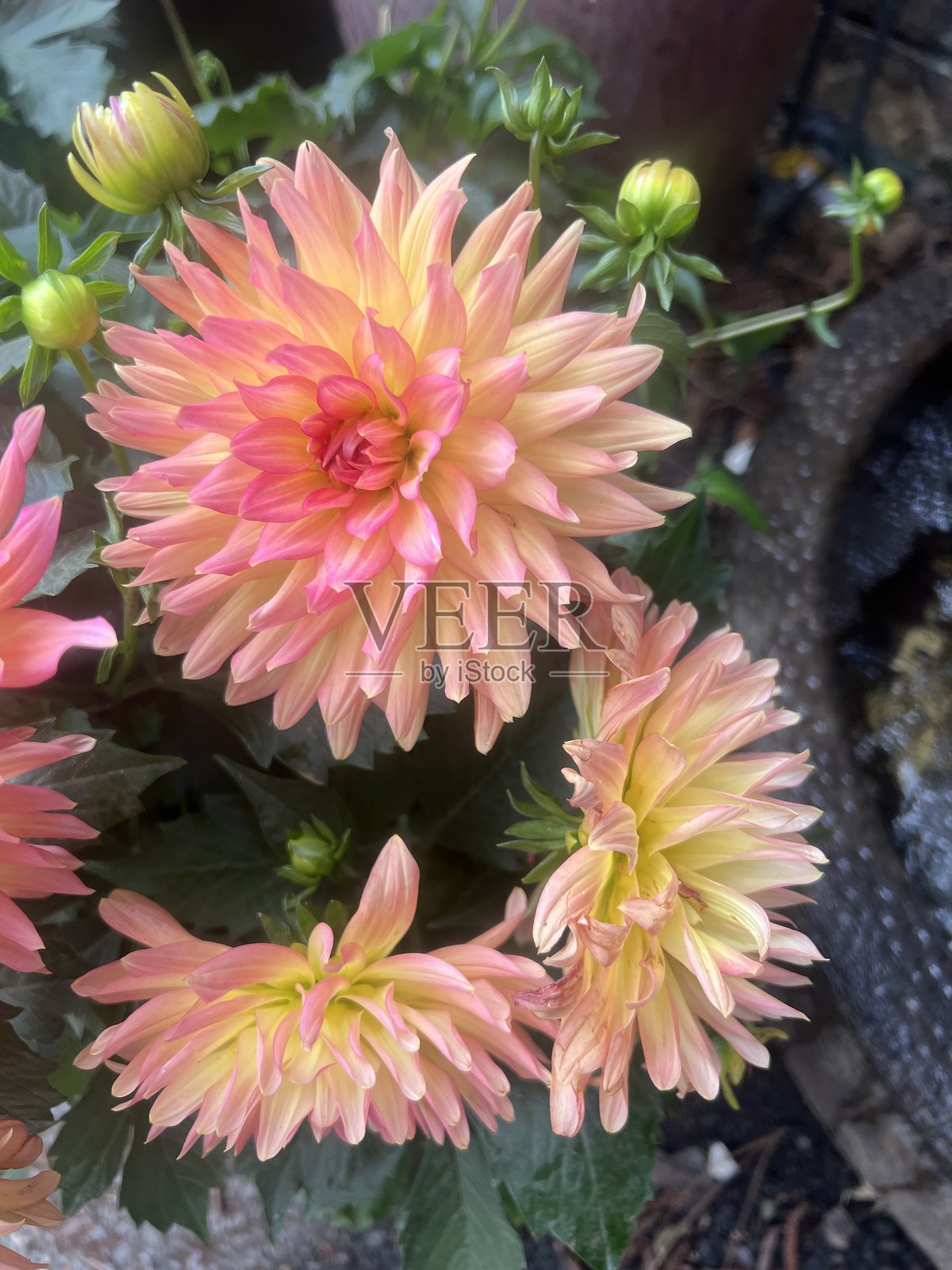 粉色头发与黄色大丽花盛开照片摄影图片