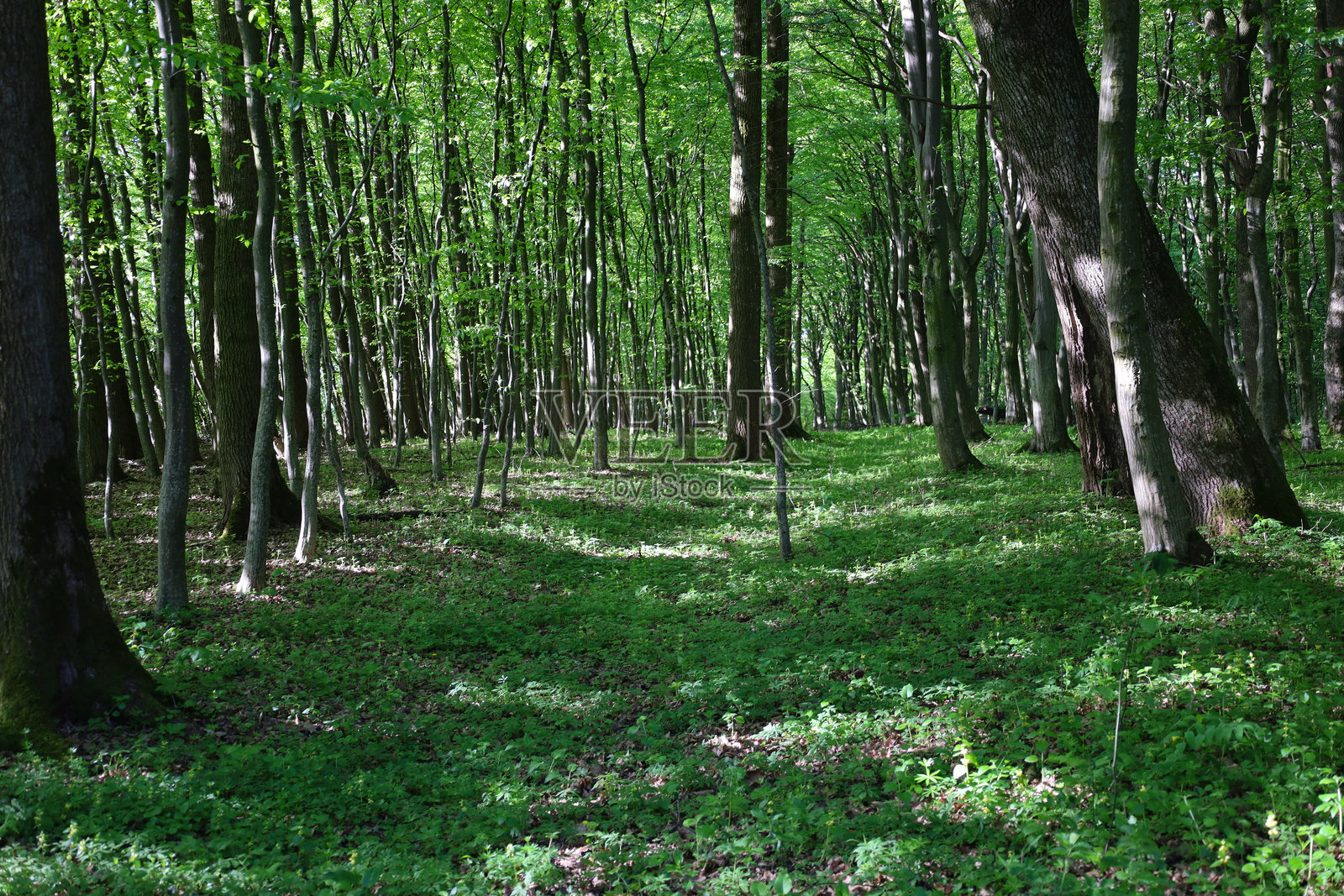 阳光顽皮地穿透树木茂密的树叶,在森林空地的绿草上投射出光影。春天的森林展现出它的美丽。照片摄影图片