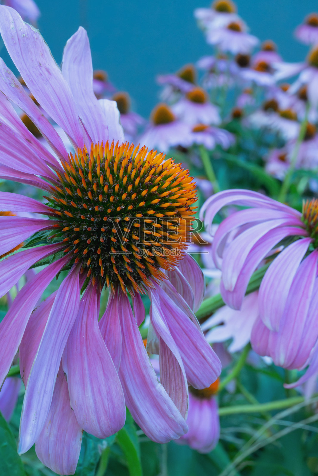 紫色的番红花在自然春晨的光线下。照片摄影图片