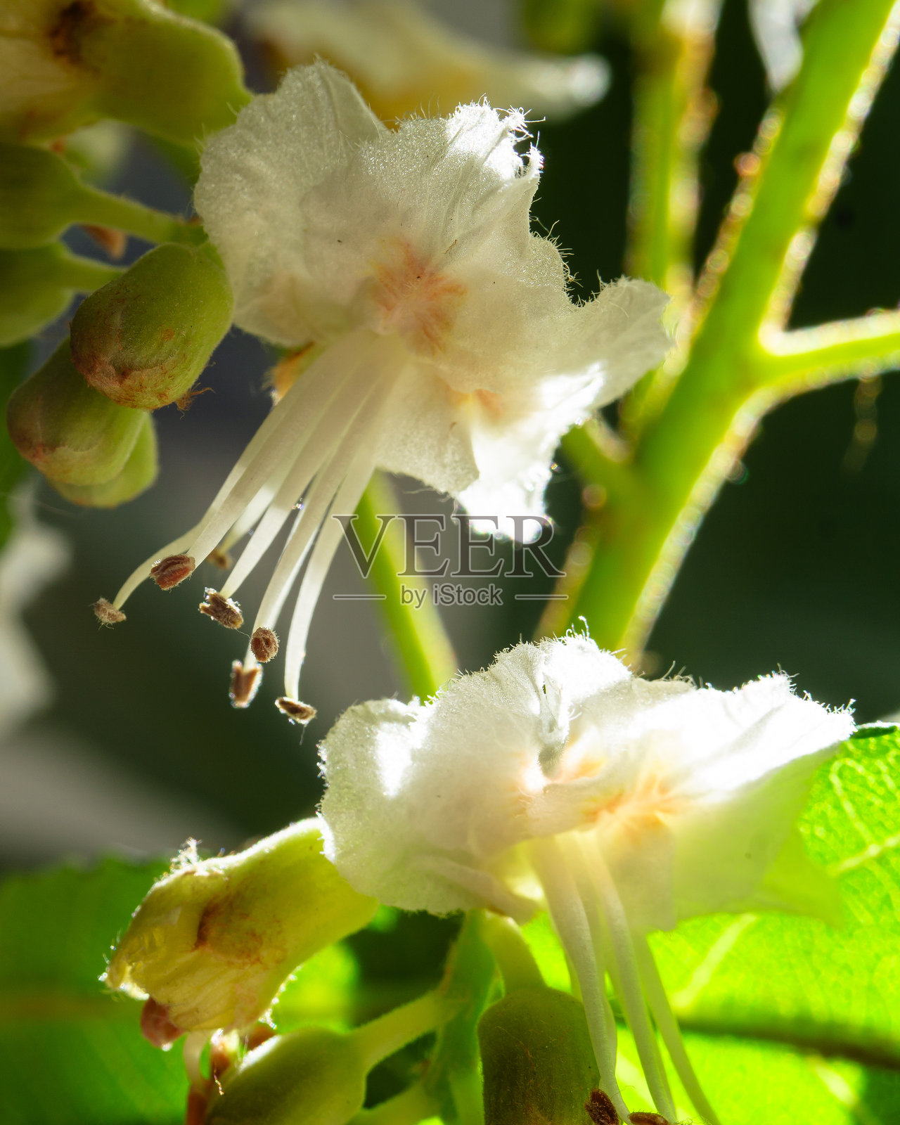 马栗树白色花朵的特写镜头照片摄影图片