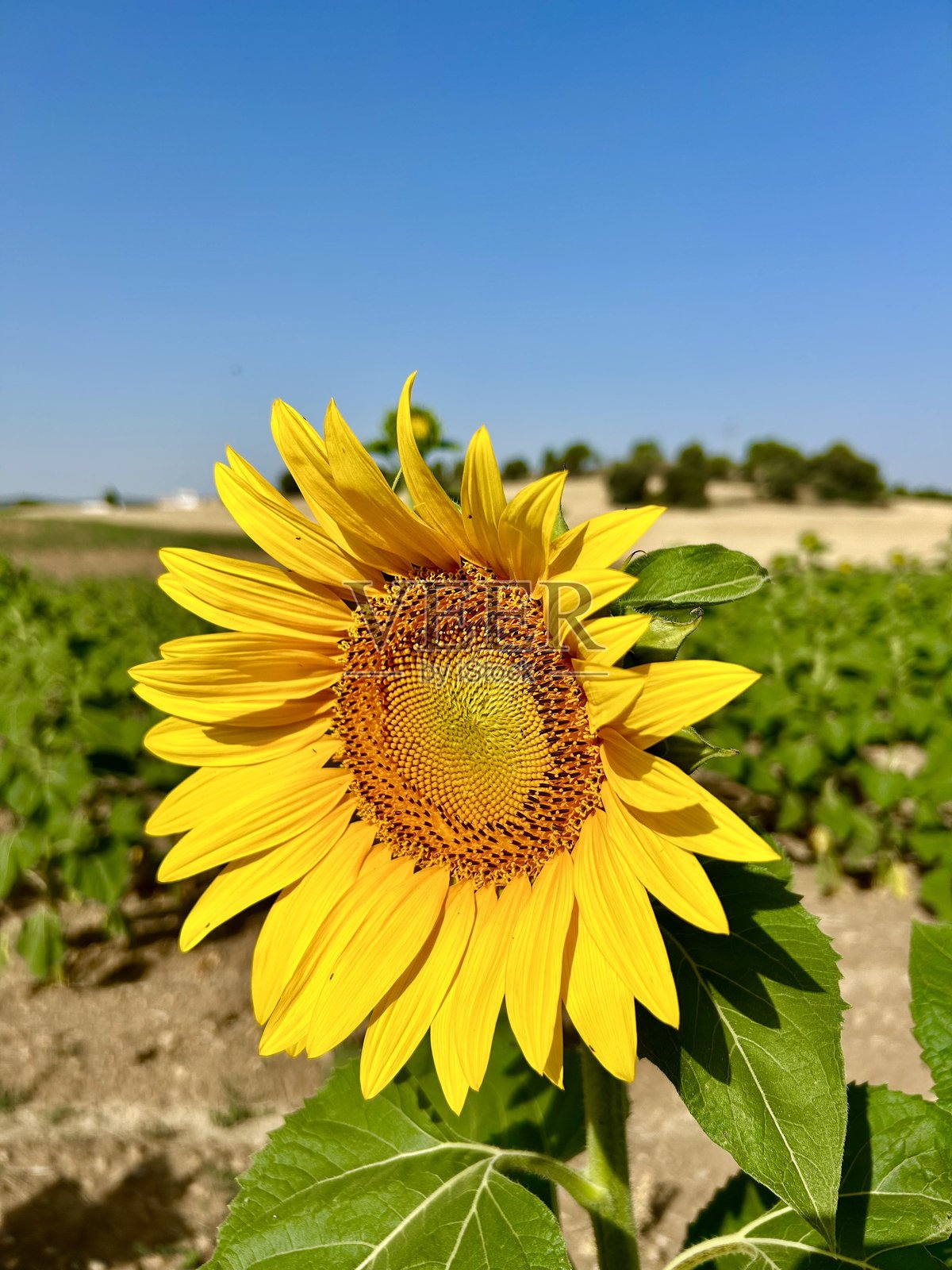 向日葵田照片摄影图片