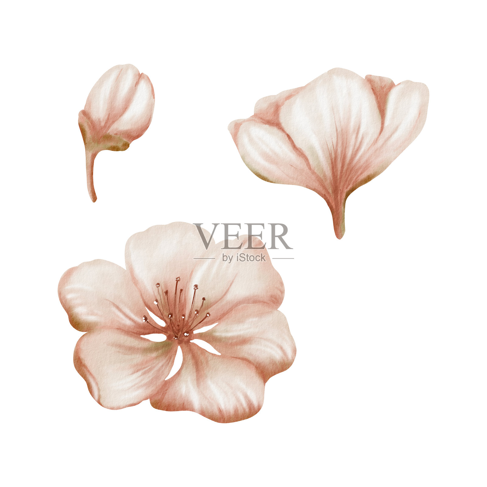 樱花和精致的花蕾孤立在白色背景上。柔和的水彩花卉插图适用于春季婚礼装饰、植物品牌或浪漫文具设计。插画图片素材