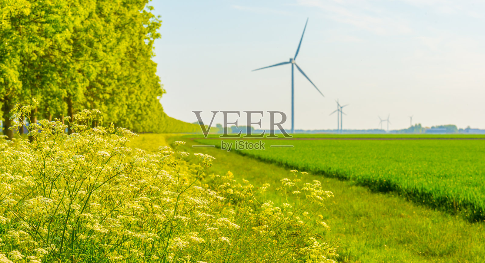 阳光下阿尔梅勒,弗莱福兰,荷兰的乡村田野中五彩斑斓的野花,2025年5月8日照片摄影图片