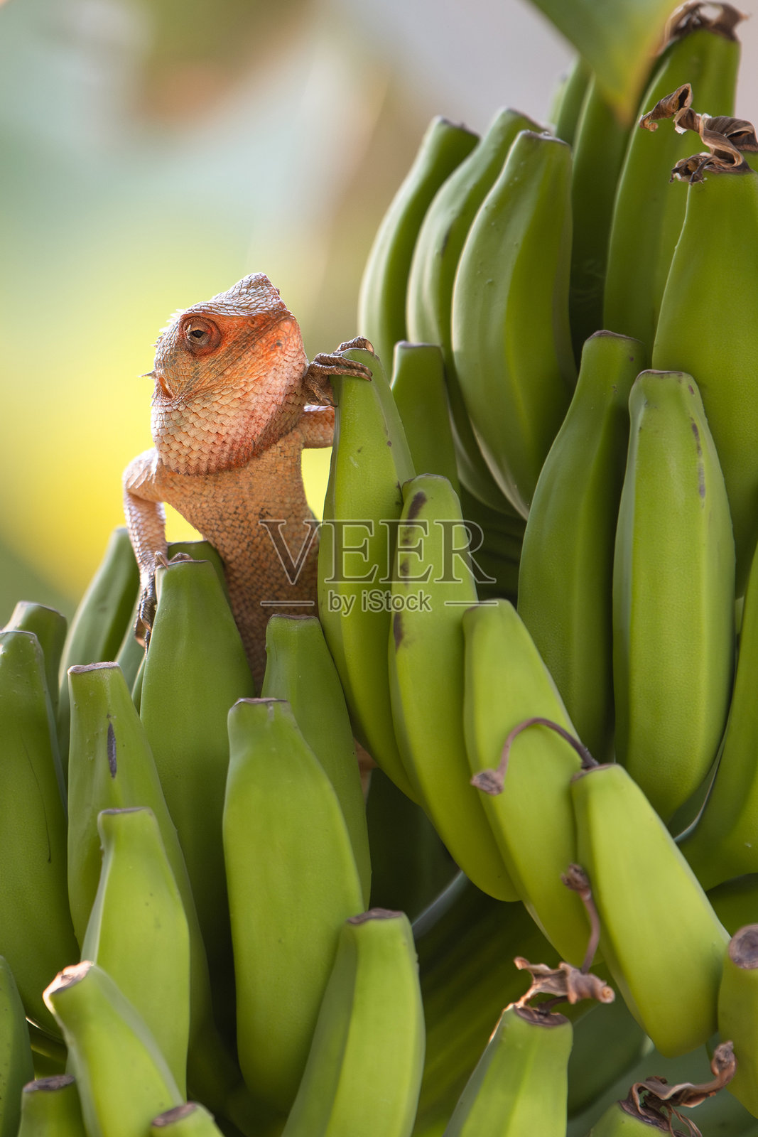 印度变色龙蜥蜴从一串香蕉中探出头来,野生动物与农业,香蕉植物中的爬行动物,查马雷欧变色龙照片摄影图片