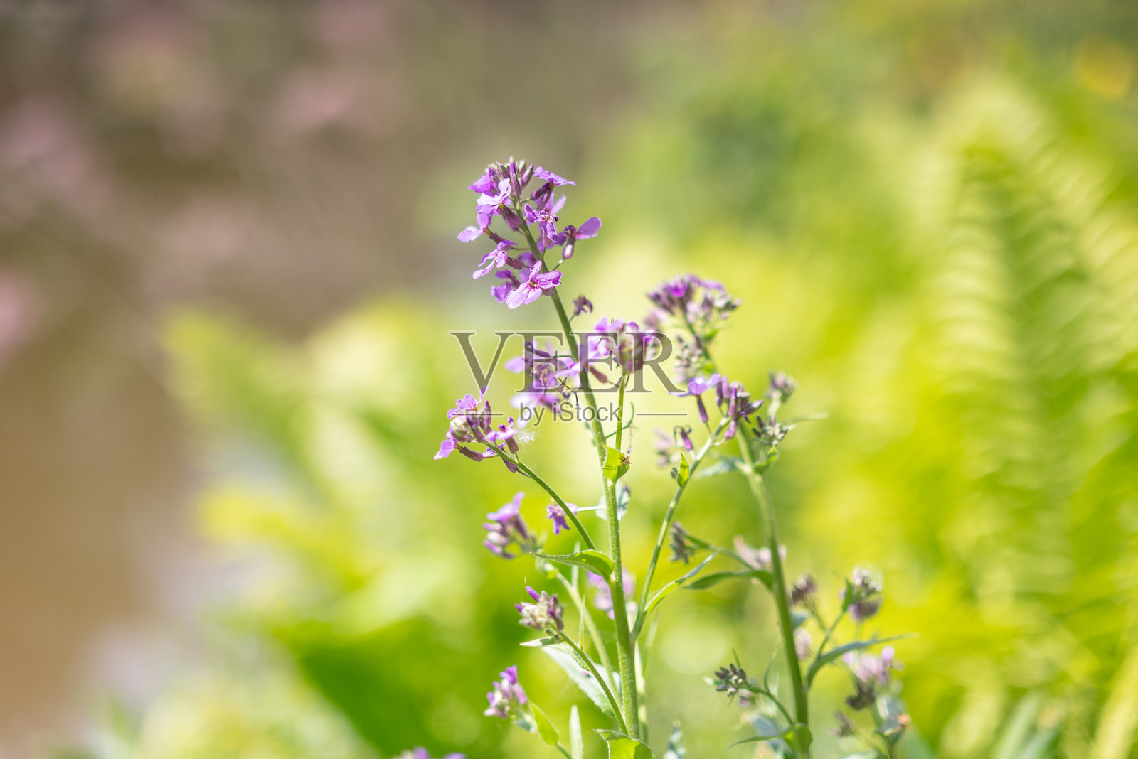 花园中的美丽花朵照片摄影图片