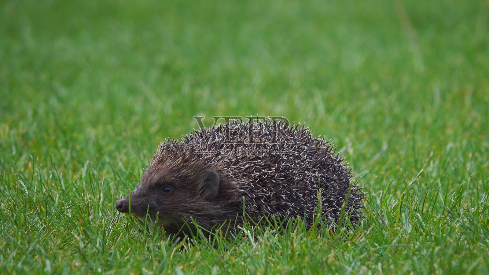 可爱的刺猬在花园的郁郁葱葱的绿草上行走照片摄影图片
