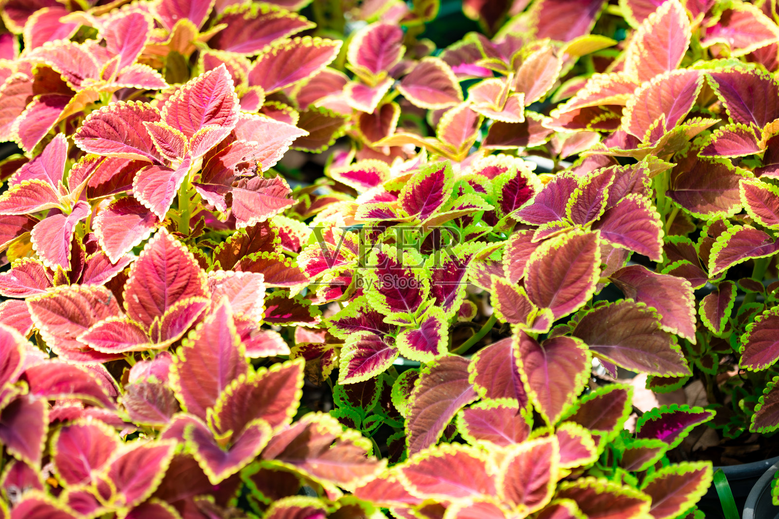 一束带有绿色和红色叶子的花朵照片摄影图片