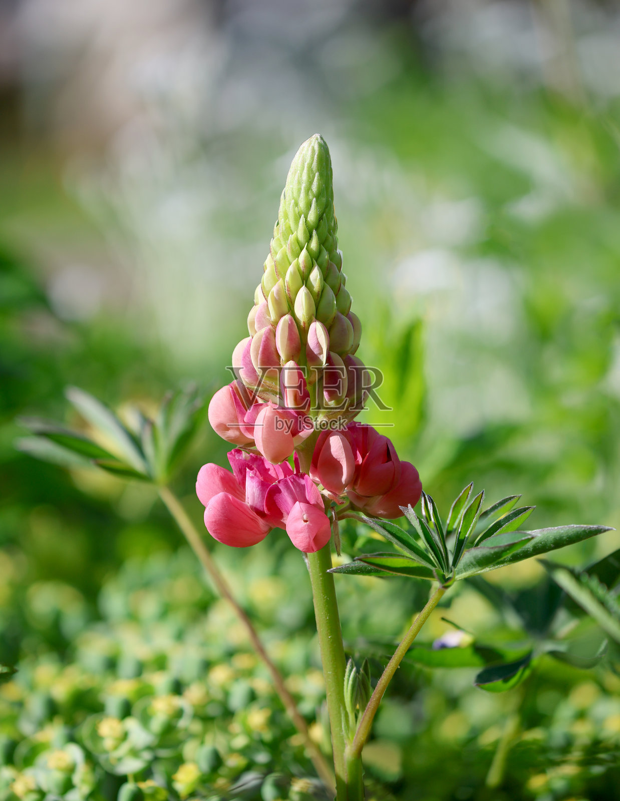 模糊背景中的粉色狼毒花照片摄影图片