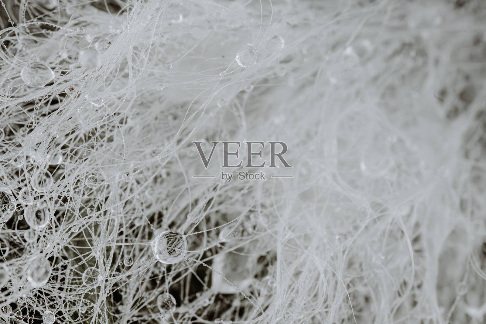 露珠挂在轻纱丝线上照片摄影图片