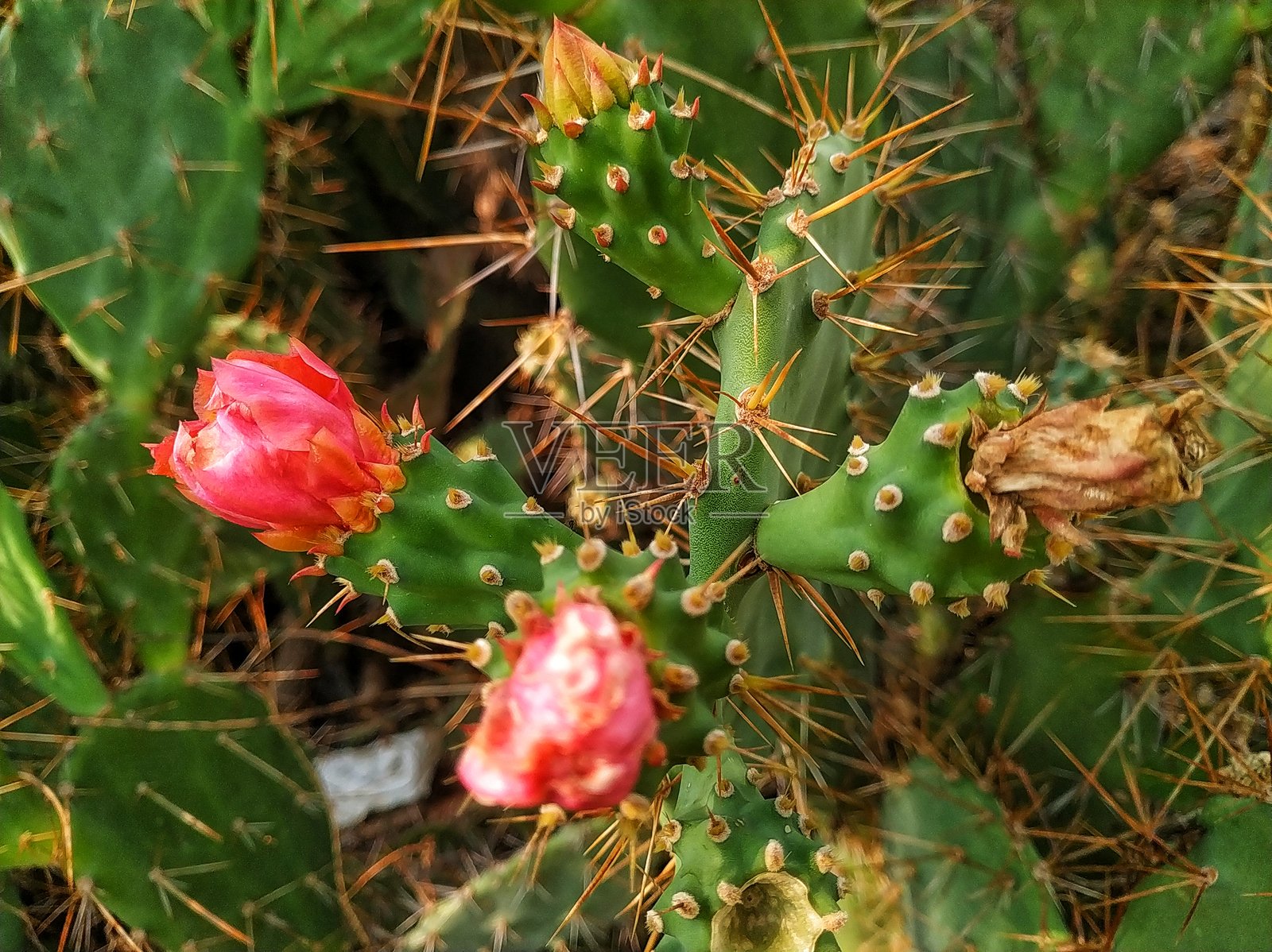 刺梨仙人掌 (Opuntia)照片摄影图片