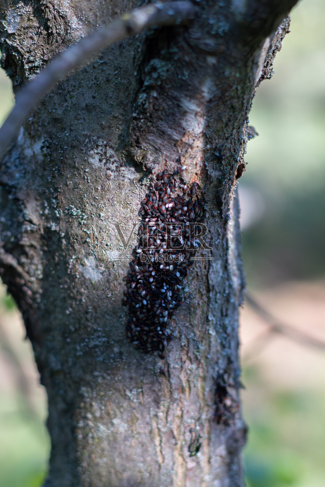 石榴种子虫,青柠种子虫,特写。照片摄影图片
