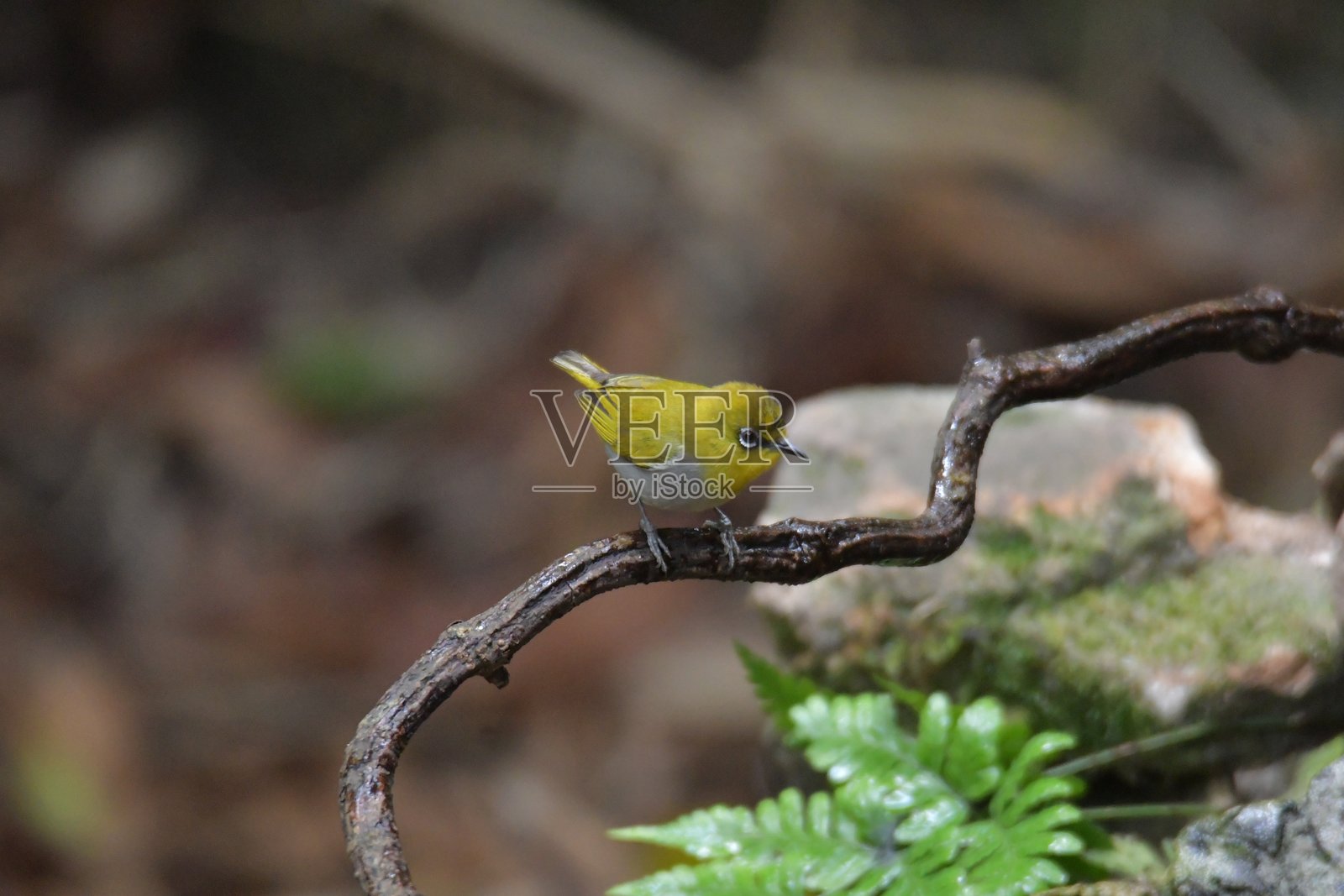 东方白眼雀照片摄影图片