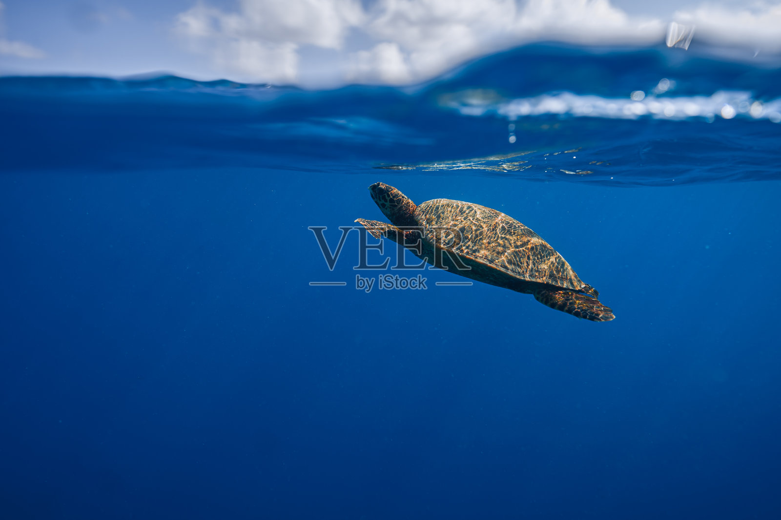 海龟在清澈的蓝色海水中游泳,靠近海面照片摄影图片
