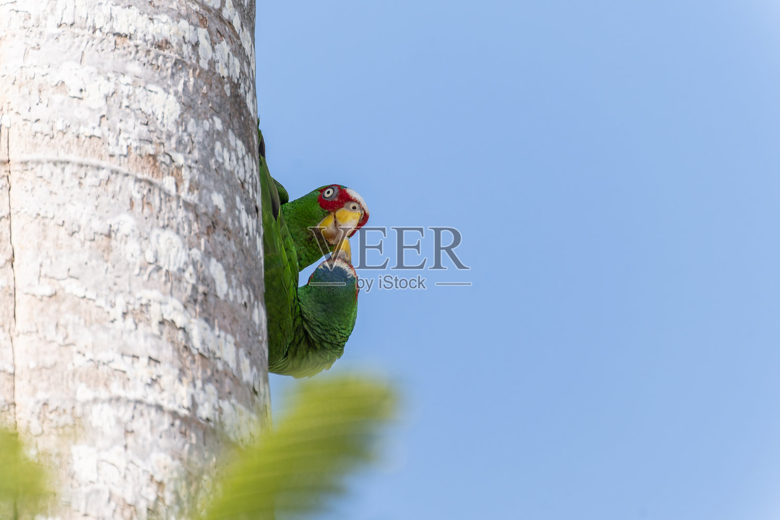 白头亚马逊鹦鹉似乎在亲吻彼此照片摄影图片