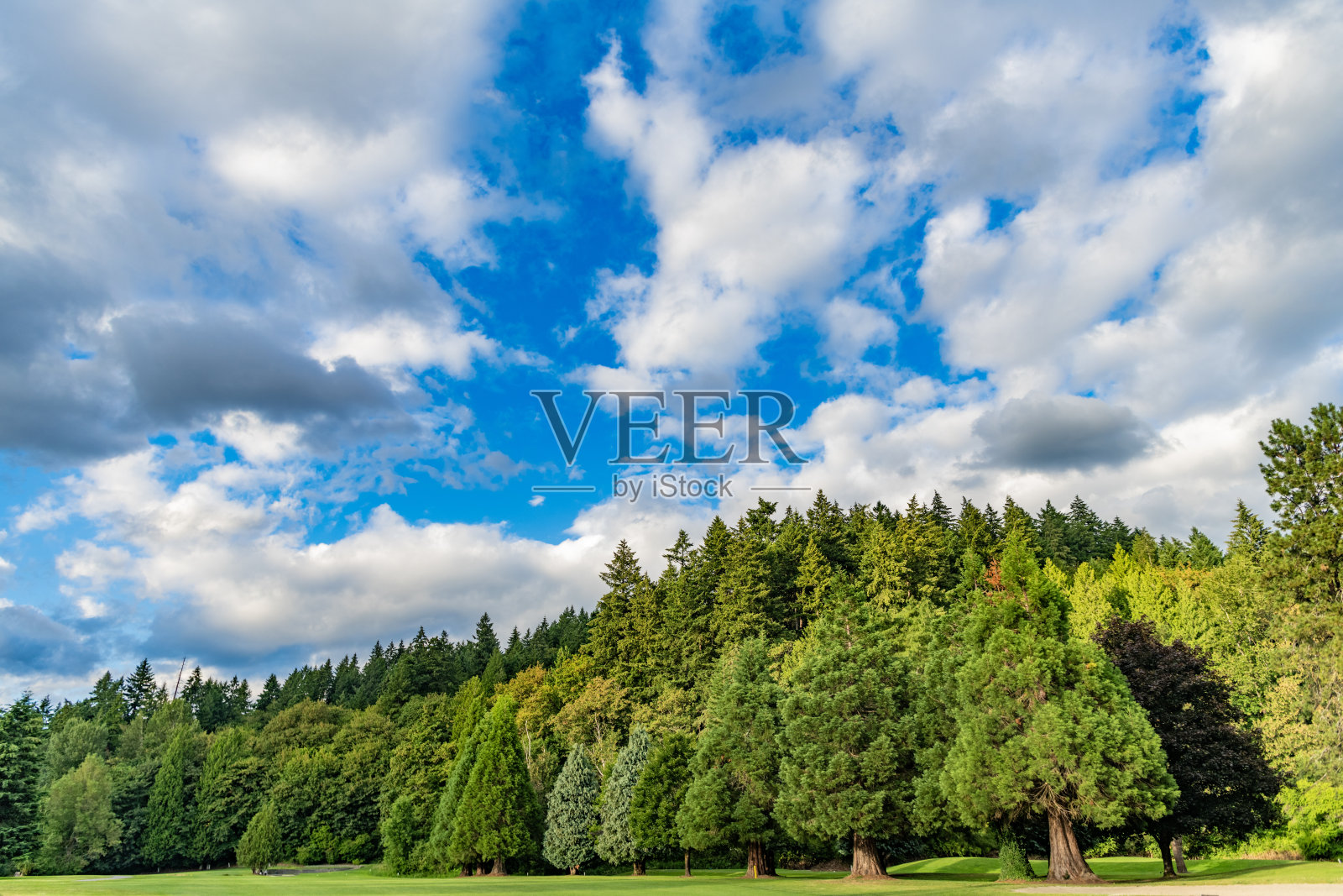 森林的风景如画。宁静的公园氛围。森林的自然景观。夏季的绿色森林木材景观。小径。混合森林的自然。公园草地的风景。夏季公园区域的自然。照片摄影图片