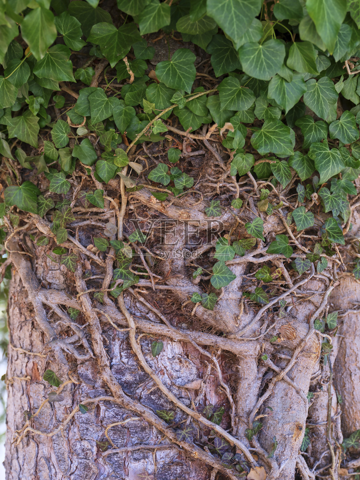 郁郁葱葱的常春藤与城市公园中的树干交织在一起,展现了自然的韧性与美丽。照片摄影图片