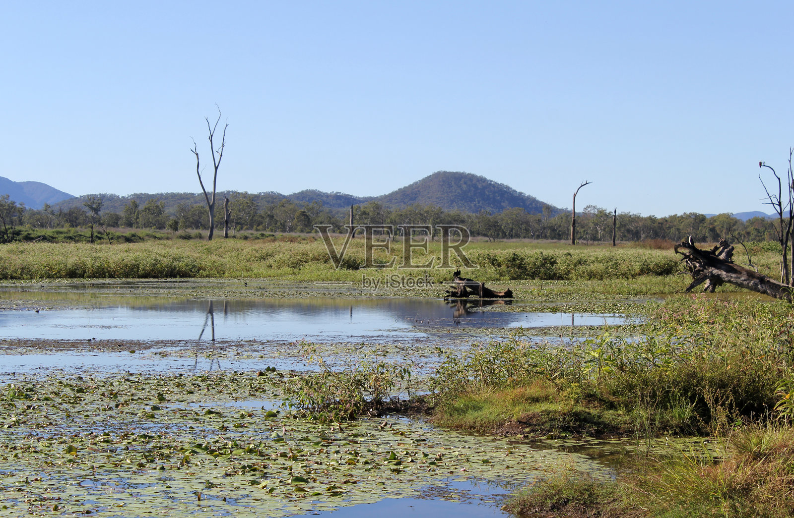 昆士兰州博因代尔丛林营地的湖泊,水面上漂浮着睡莲,背景是一座小山。照片摄影图片
