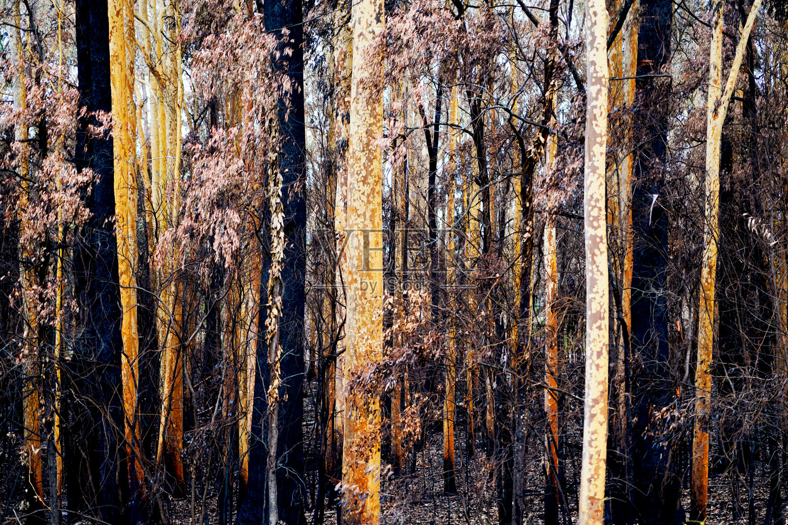 2019/2020年澳大利亚黑色夏季森林大火照片摄影图片