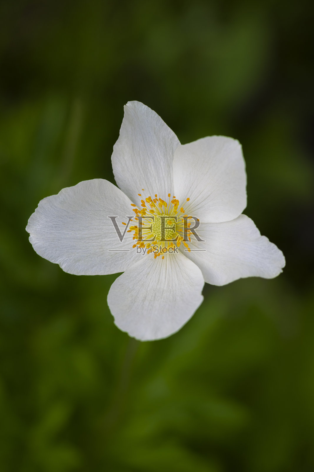 木兰花 (Anemone nemorosa)照片摄影图片