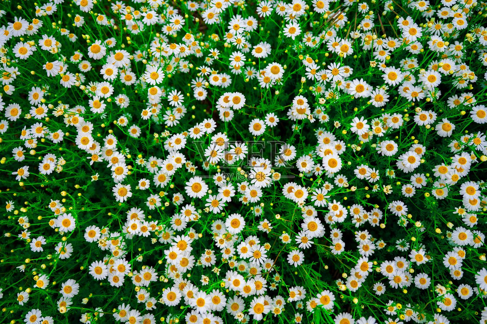 盛开的雏菊田野照片摄影图片