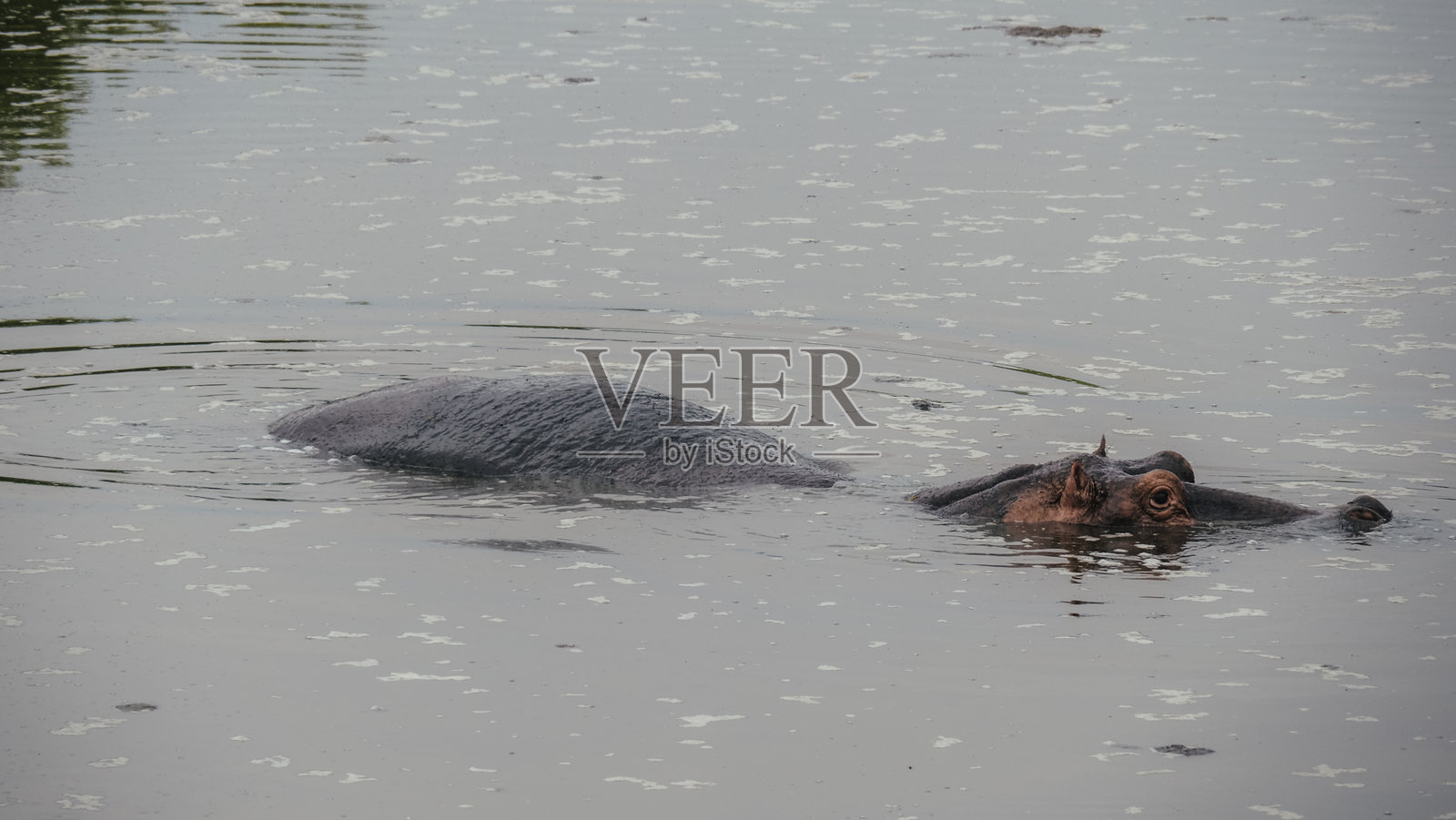 坦桑尼亚塞伦盖蒂国家公园的一只河马照片摄影图片