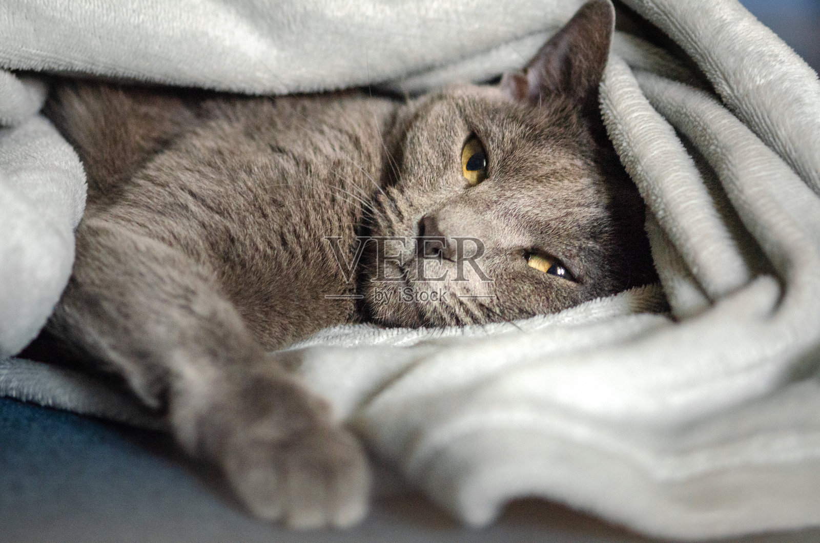 优雅的俄罗斯蓝猫在现代公寓的温暖灰色毯子下休息。这个宁静的室内场景展现了一只放松的家猫之美,象征着舒适、宁静和时尚的宠物生活。照片摄影图片