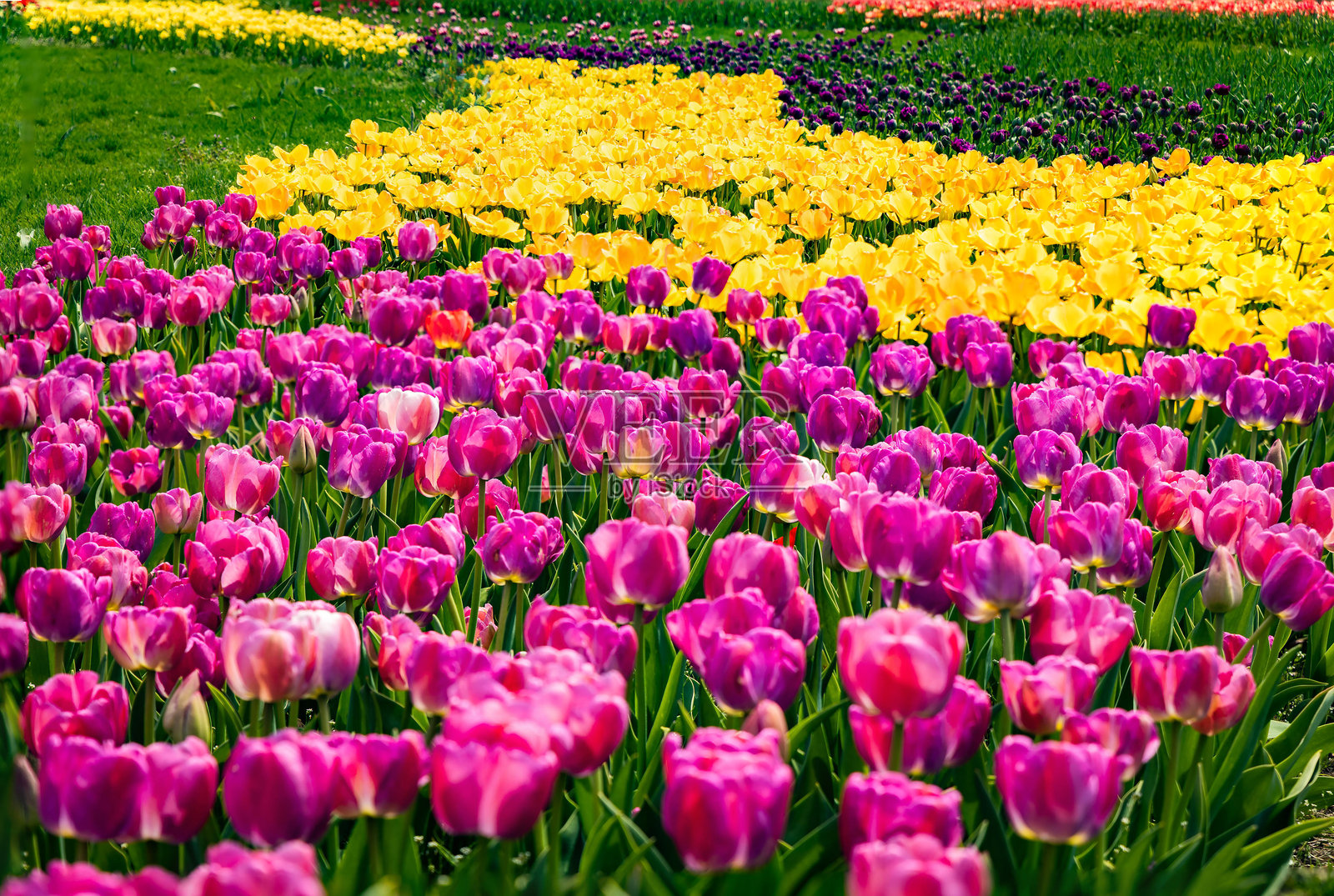 盛开的郁金香花田在花园公园中照片摄影图片