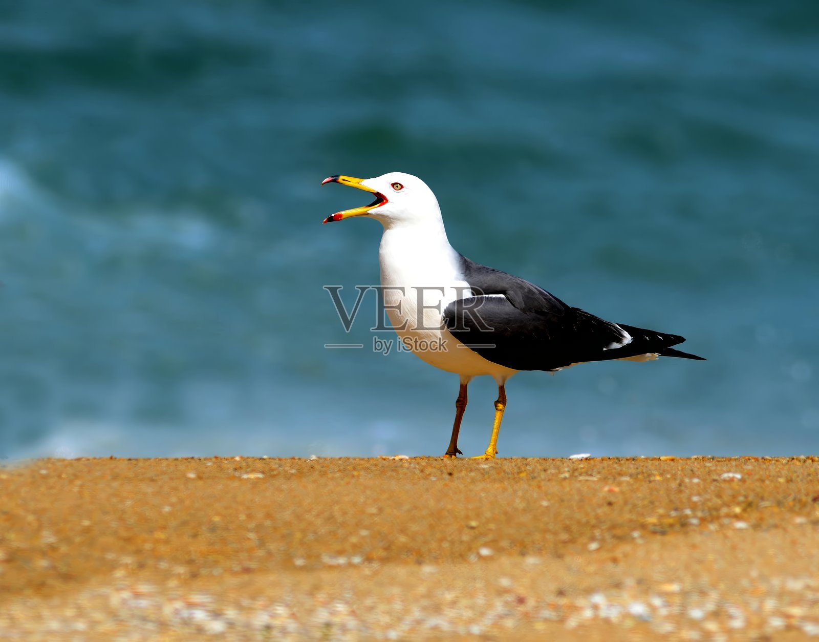 黑尾鸥在韩国独岛的岩石悬崖上筑巢照片摄影图片