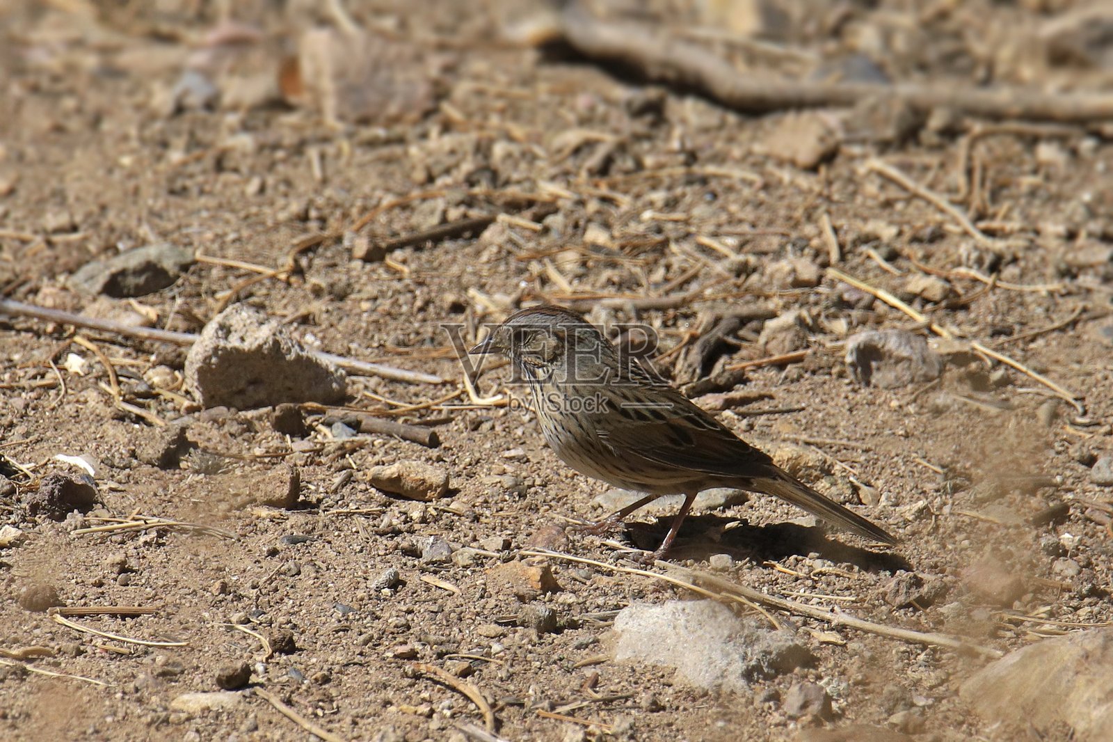 林肯麻雀(melospiza lincolnii)在地面觅食照片摄影图片