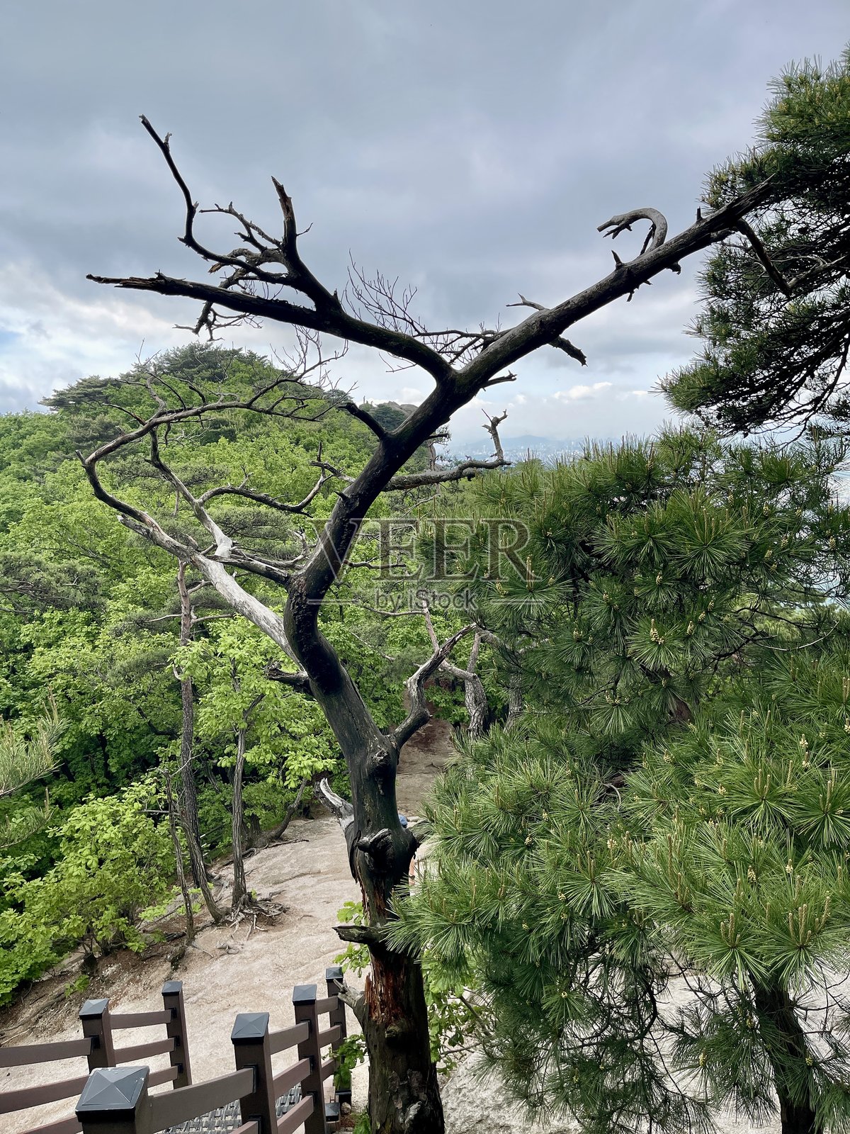 枯树,五月在韩国首尔的周末徒步旅行照片摄影图片