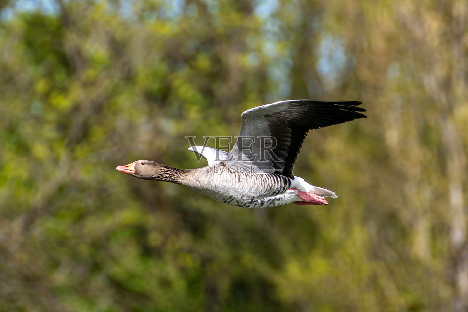 飞行的灰雁,学名Anser anser,是一种大型雁类。照片摄影图片