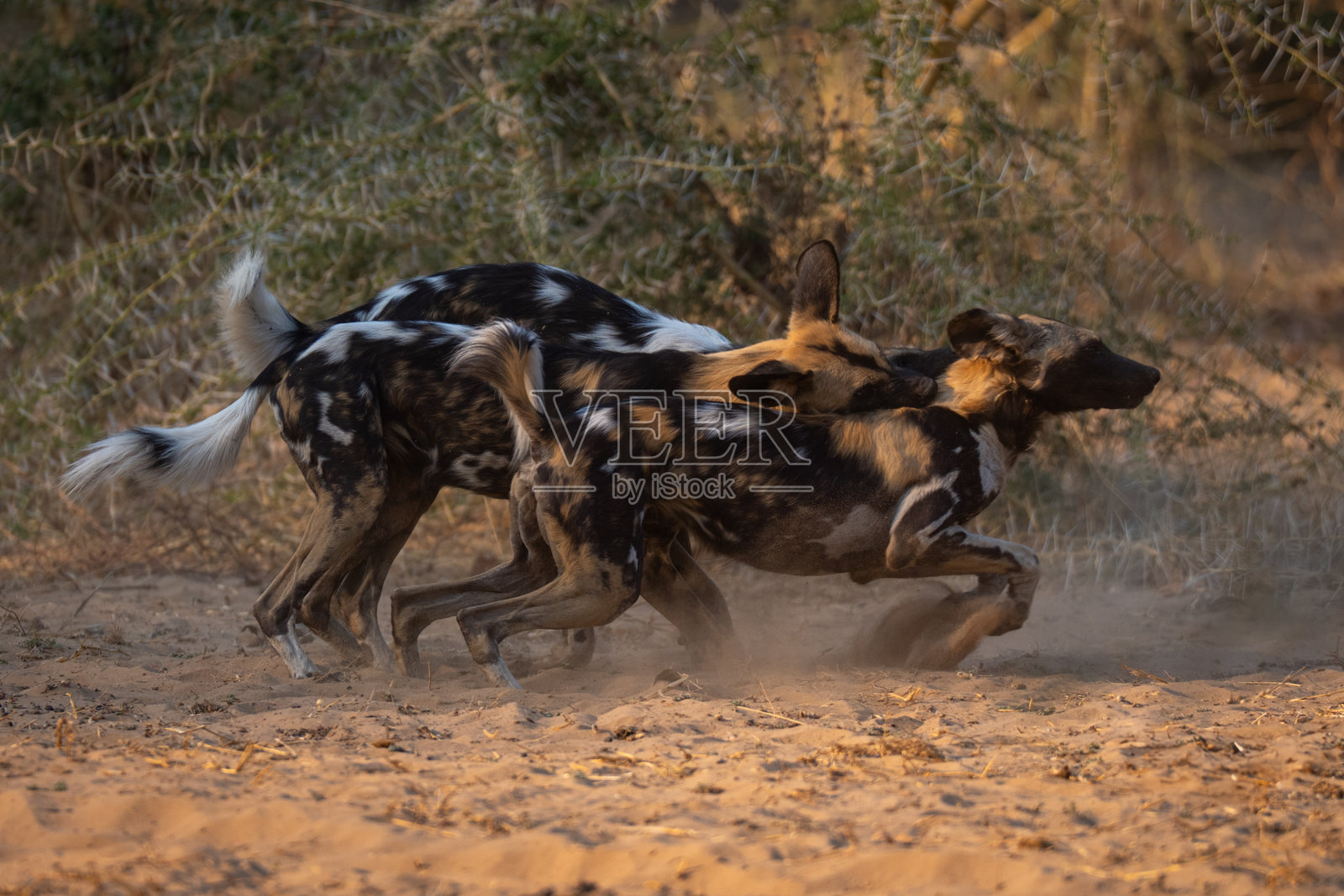 非洲野犬在沙地上嬉戏打斗照片摄影图片