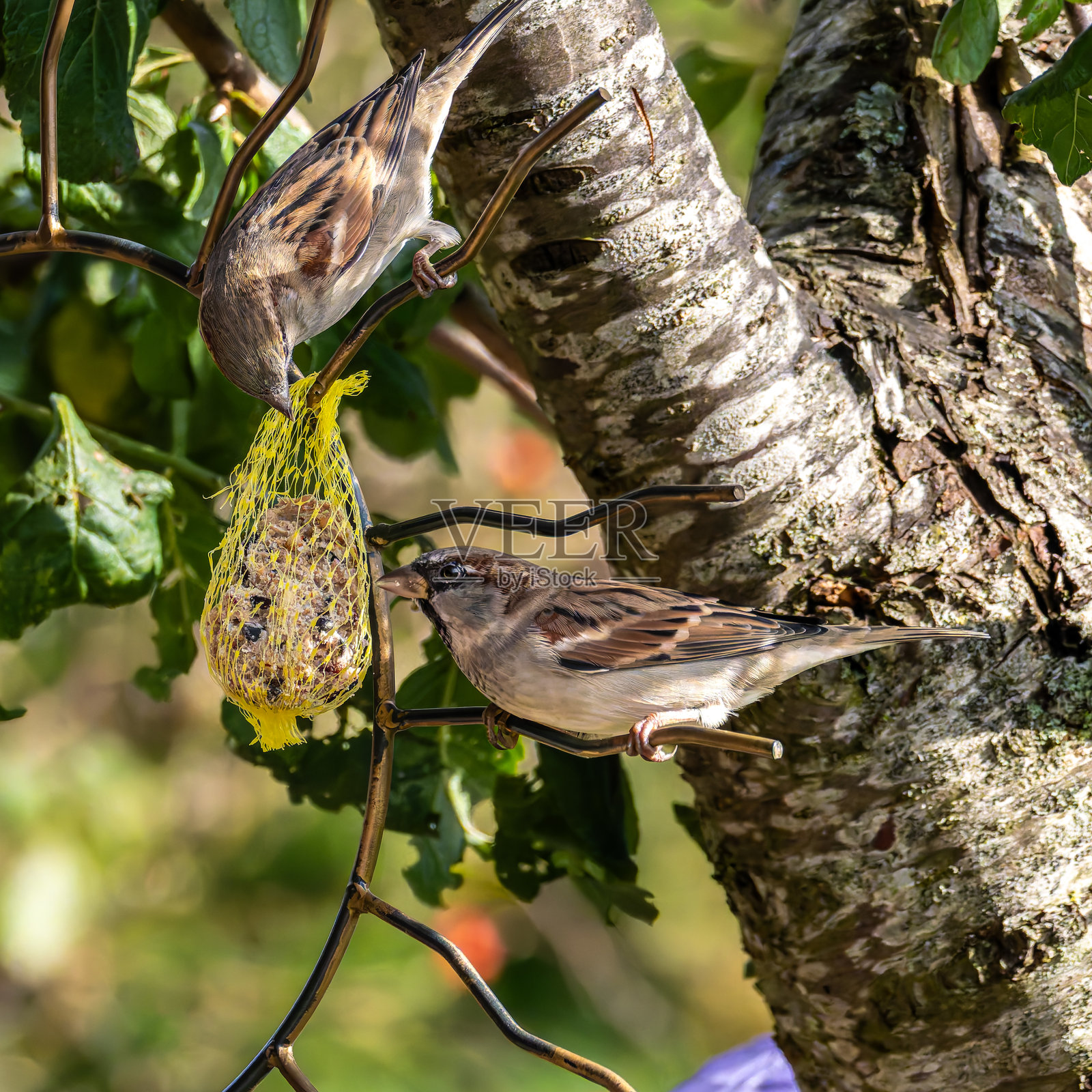 家麻雀,学名为Passer domesticus,栖息在装有鸟食的鸟食器上。照片摄影图片