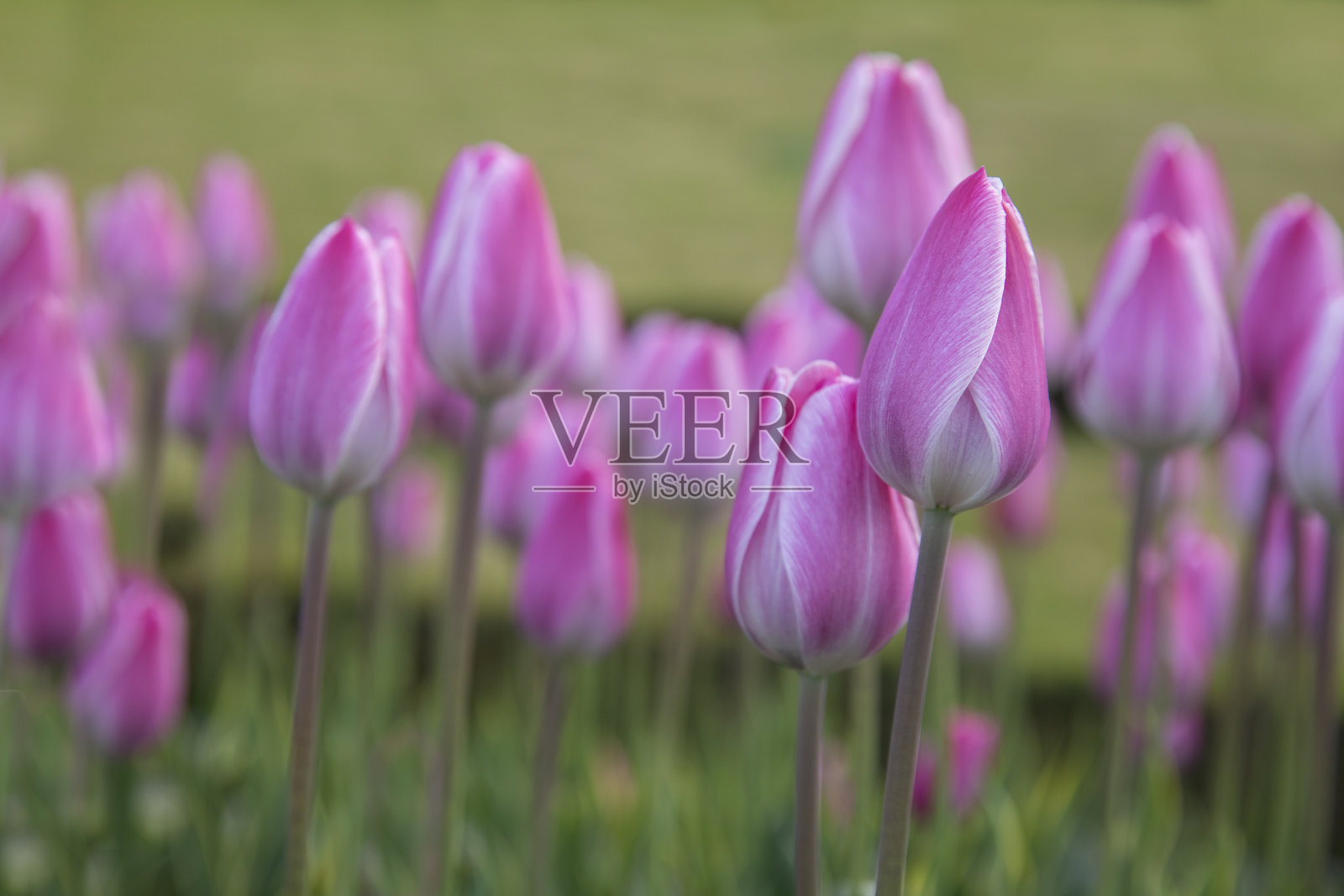 粉色郁金香在花坛上,绿色背景和柔和的焦点。照片摄影图片