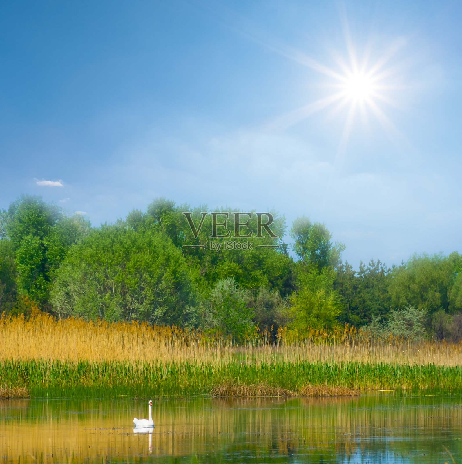 白天阳光明媚,白天鹅在湖中游泳,湖岸边是森林。照片摄影图片