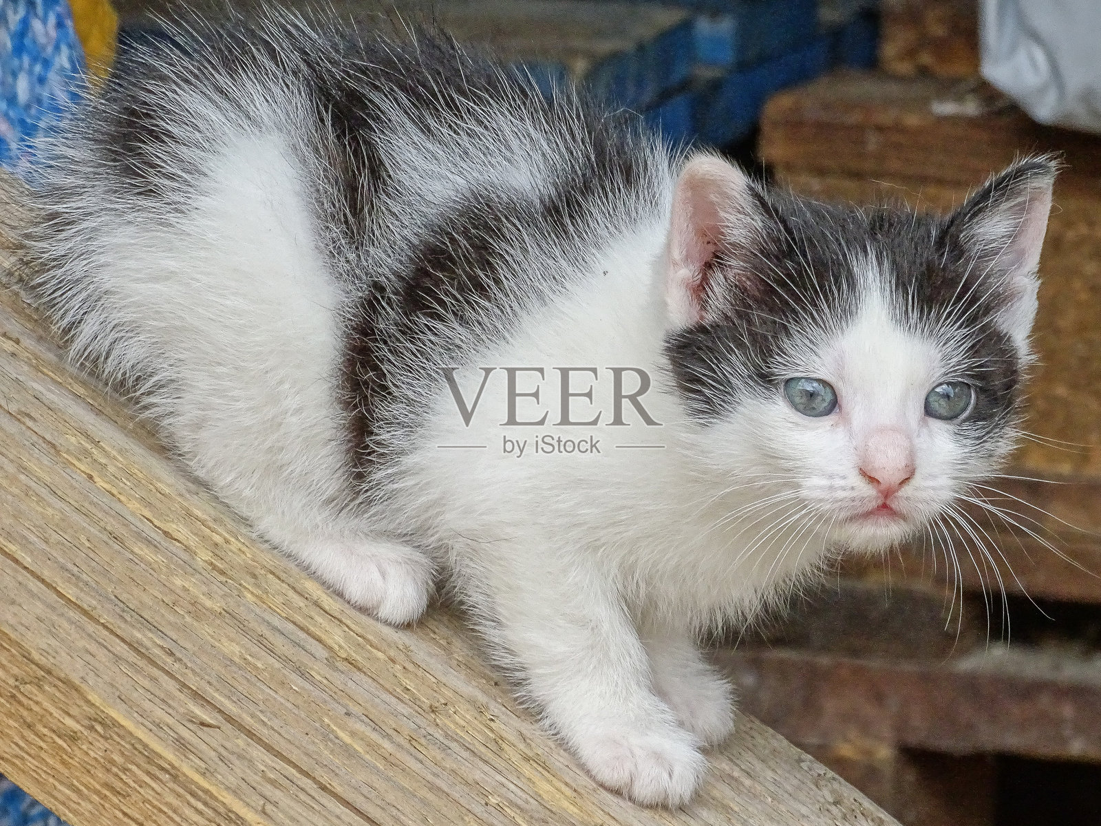 小猫的肖像。猫照片摄影图片