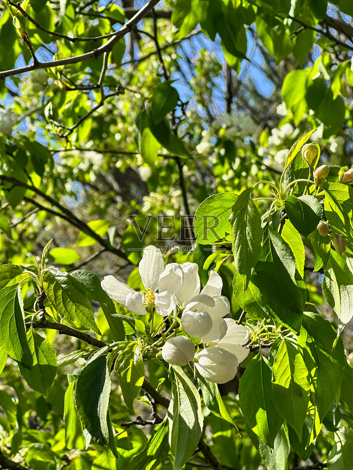 春天树上美丽的白色花朵与绿色叶子照片摄影图片