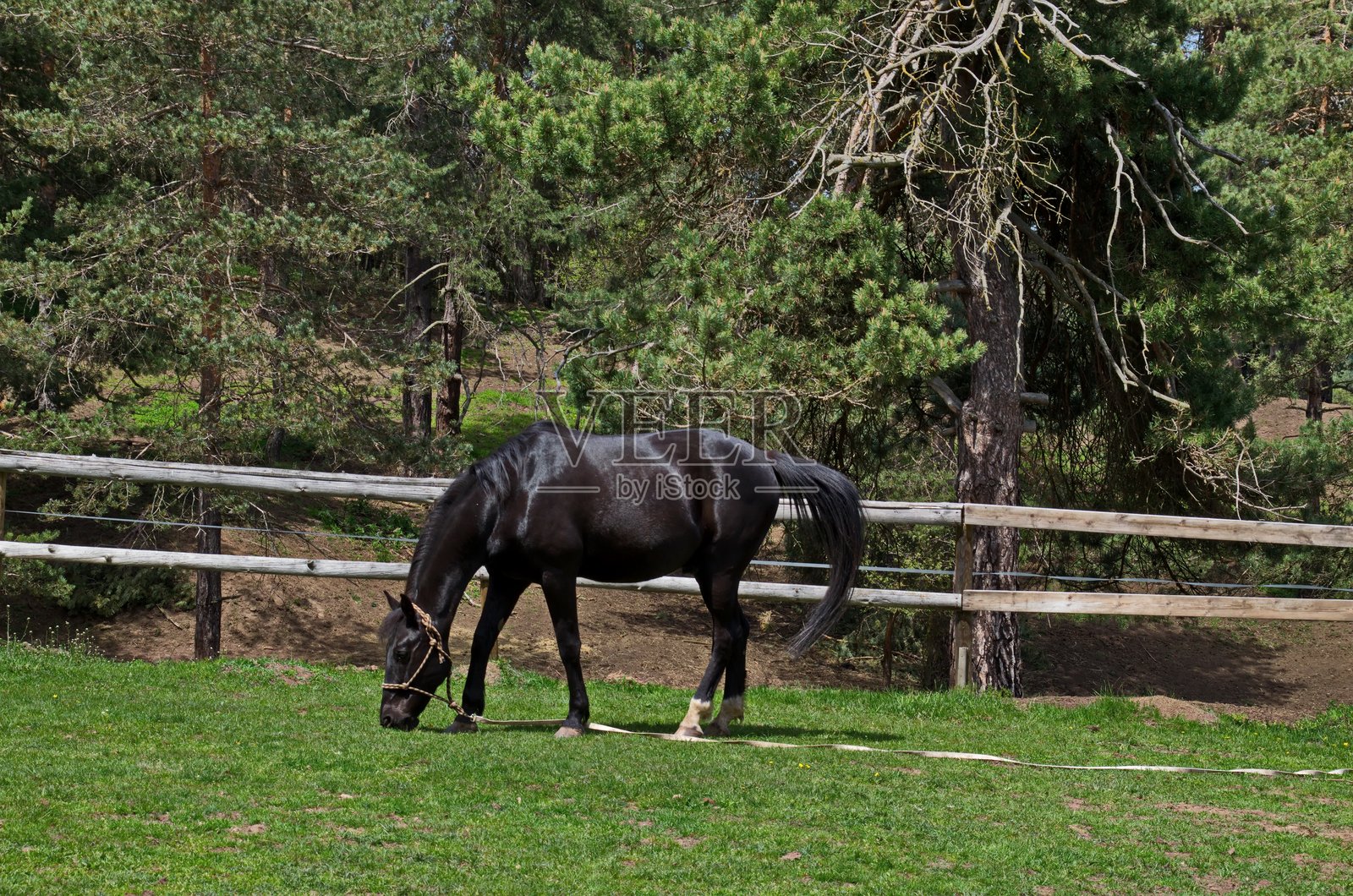 春天绿草如茵的草地上,一匹美丽的马与山脉风景相映成趣,普拉纳山。照片摄影图片